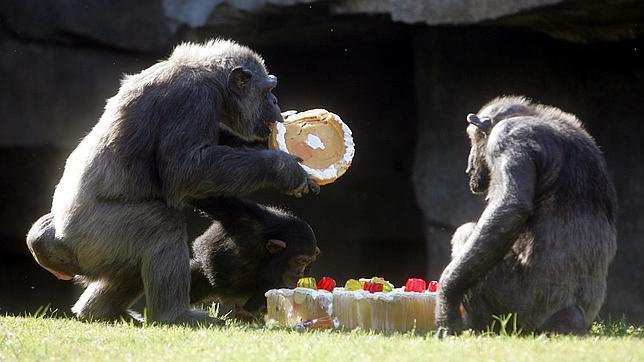 Una chimpancé del  Bioparc de Valencia en el día de su cumpleaños