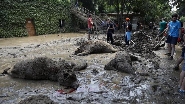 Aún se buscan a varios «peligrosos animales» que escaparon del zoo de Tflis