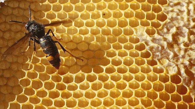 Un hombre muere en Portugal atacado por abejas asiáticas