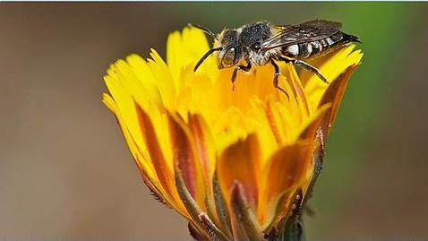 Las especies amenazadas de insectos no contribuyen a la polinización