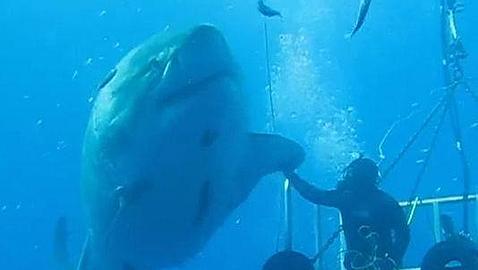 El gran tiburón blanco que choca las cinco