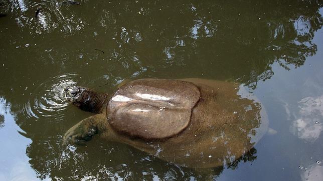 En peligro de extinción y posible mamá con 100 años