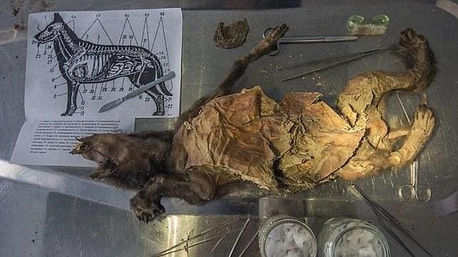 La absurda muerte de un perro momificado «de forma natural» hace 12.400 años