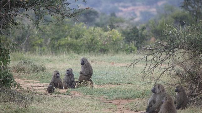 La especie de babuinos, Papio Anubis, decide democráticamente hacia dónde desplazarse en grupo