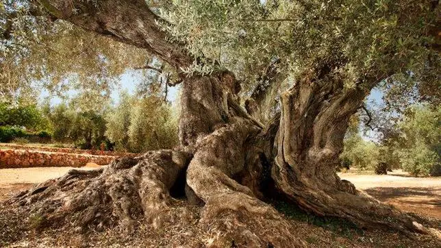 La Farga de Arion de Ulldecona, con 1.701 años, es el olivo más viejo de España
