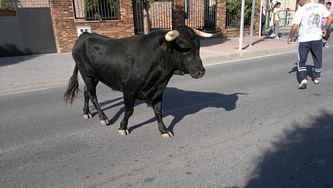 Herido tras ser corneado por un toro en las fiestas de Carbonero