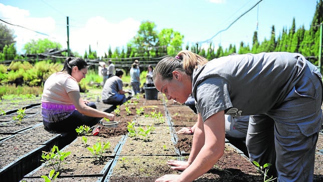 Vivero El Sembrador en Nava de Campana (Hellín)