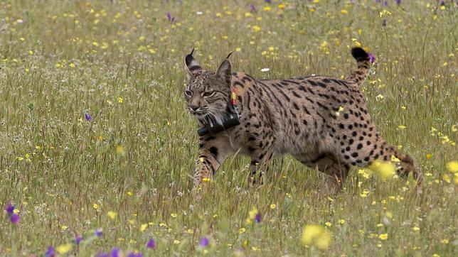 El lince ibérico deja de estar catalogado «en peligro crítico» de extinción