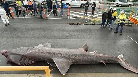 Dona a un museo un ejemplar del raro y gigantesco tiburón peregrino