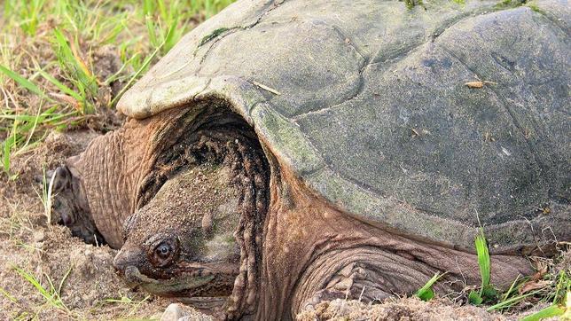 Alerta en Vigo por la desaparición de una tortuga que puede resultar agresiva