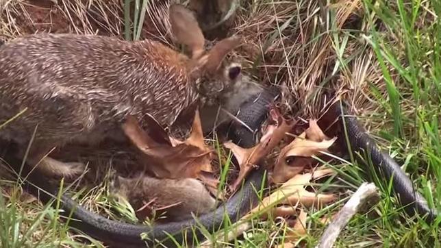 La batalla viral entre un conejo y una serpiente