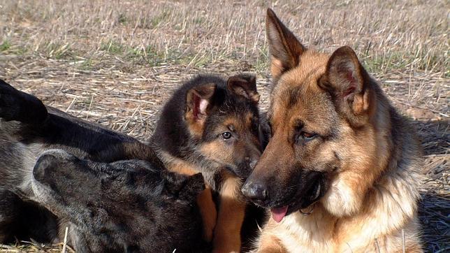 Comer carne de perro, ¿inmoral o una cuestión cultural?