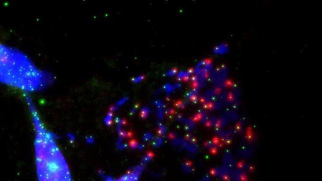 Telómeros (azul) durante el proceso de mitosis