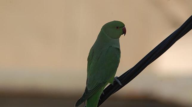 Un loro posado sobre la rama de un árbol