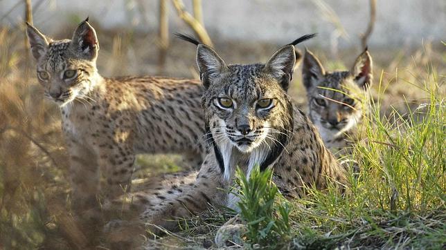 EL gobierno aprueba la nueva ley de biodiversidad