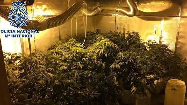 Detenido un hombre por cultivar 79 plantas de marihuana en su domicilio de Las Palmas de Gran Canaria