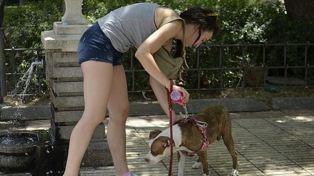 Una mujer moja a su perro debido a las altas temperaturas registradas en Madrid