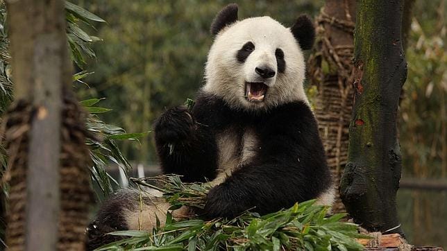 Un ejemplar de oso panda gigante alimentándose de bambú