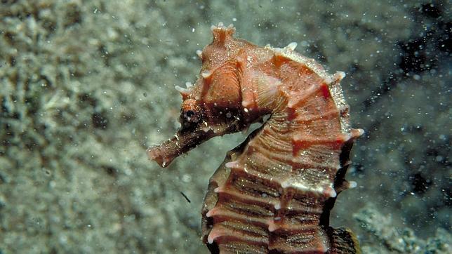 La cola cuadrada del caballito de mar tiene ventajas mecánicas