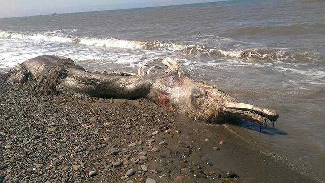 Hallan muerta a una misteriosa criatura marina en la isla de Sajalín