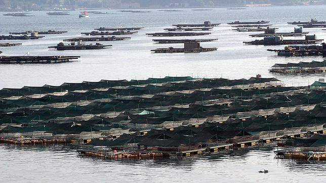 El cierre de bateas de mejillón pone a Galicia en riesgo de desabastecimiento