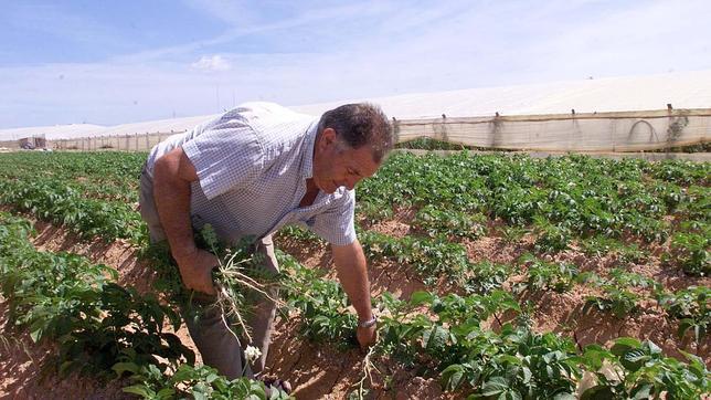 El calor que sacude España desde el mes de mayo traerá pérdidas en la recogida de la cosecha