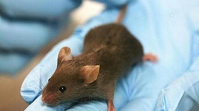 Los ratones envejecen más rápidamente con mayor presencia de la proteína