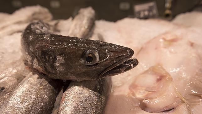 Merluza: el «salmón blanco» que reduce la cintura