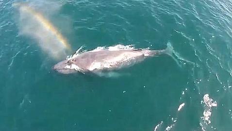 La ballena que «crea» arco iris