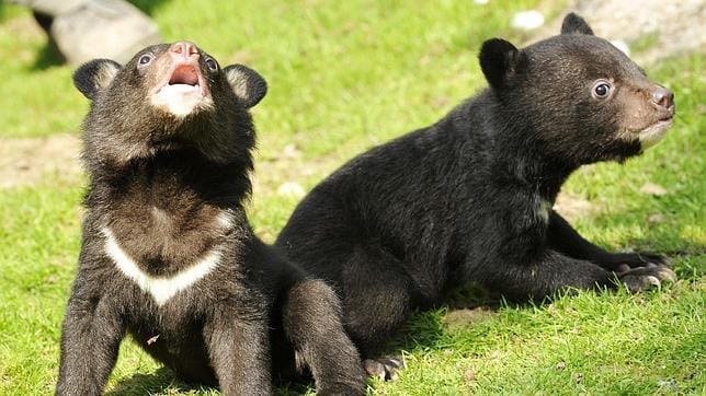 Dos crías de oso negro asiático