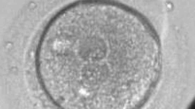 Una técnica define si un embrión va a ser normal las primeras 30 horas