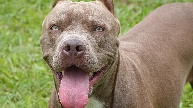 En la imagen, un pitbull