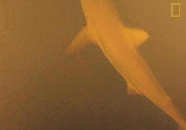 Los tiburones que desafían a la ciencia viviendo en un volcán submarino