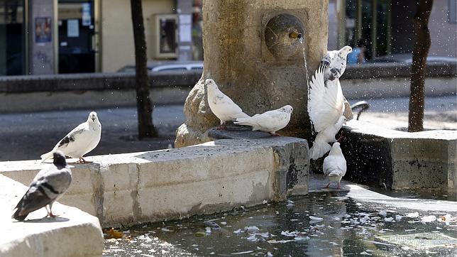 Un municipio catalán suministrará anticonceptivos a las palomas para frenar su reproducción