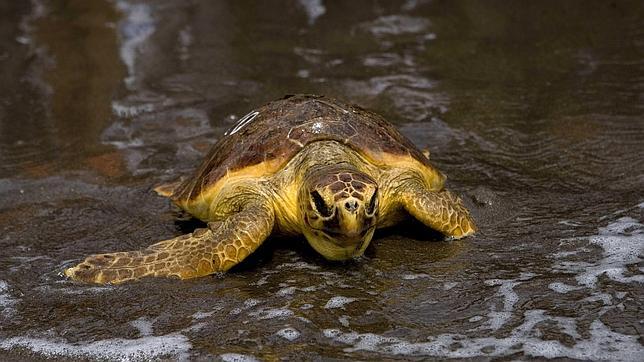 Las tortugas del Atlántico están menos contaminadas que las del Mediterráneo