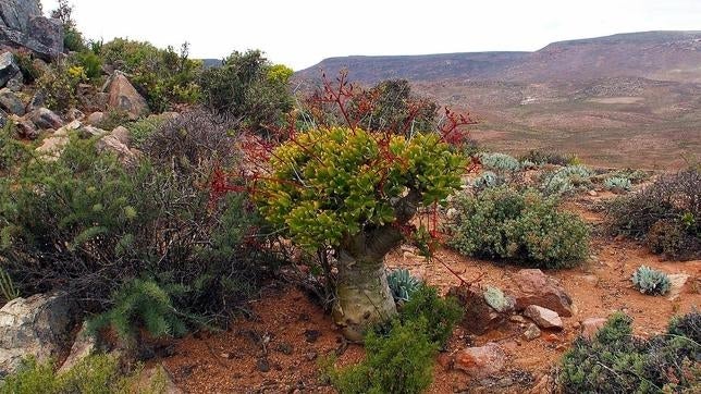 Árbol de mantequilla, en el Richtersveld National Park