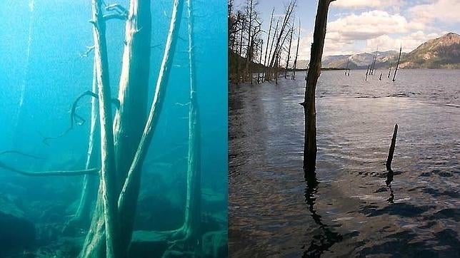 Bosque sumergido, en el lago Traful