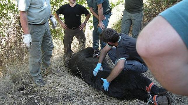 Absueltos los dos acusados por la muerte del oso de Porley