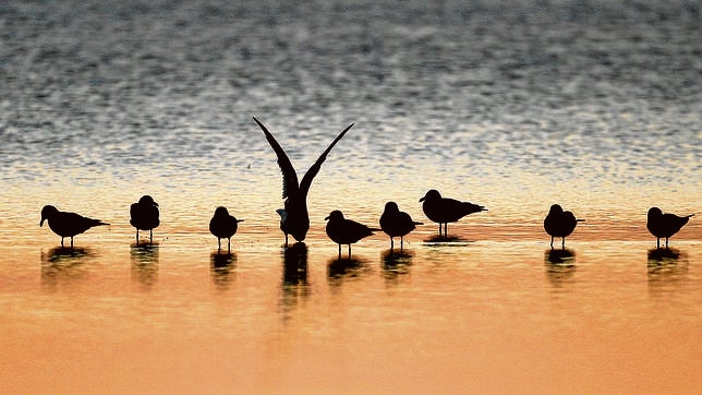 ¿Cómo soportan los animales el calor?