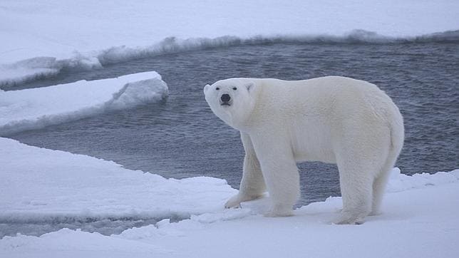 El metabolismo del oso polar no se adapta al deshielo