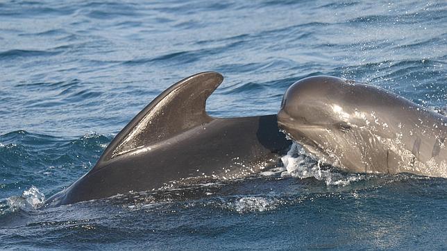 Cuando la contaminación se acumula en el cerebro de los delfines