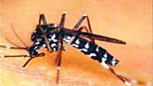 Detectan en Gandía cuatro infectados por un virus que transmite el mosquito tigre