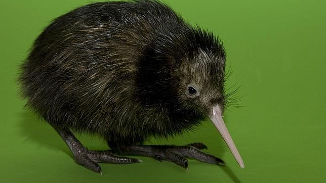 Desvelan cómo el kiwi ve por la noche gracias a un cambio evolutivo único