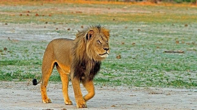 La caza del leon Cecil ha puesto en el punto de mira la caza en Áfica