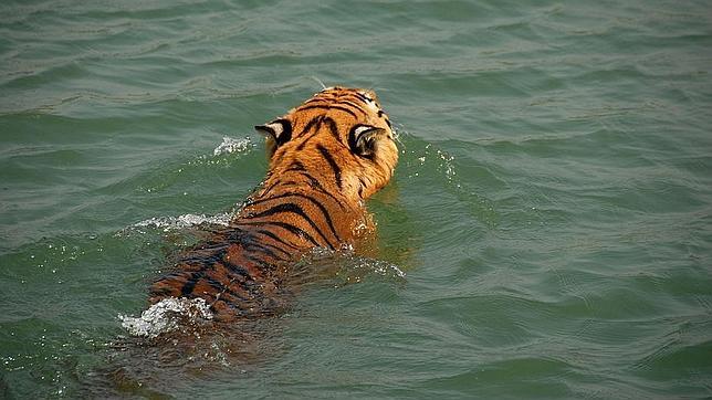 El mayor manglar del planeta se queda casi sin tigres de Bengala
