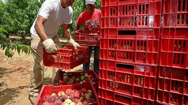 Las olas de calor hacen mella en los precios de la fruta española