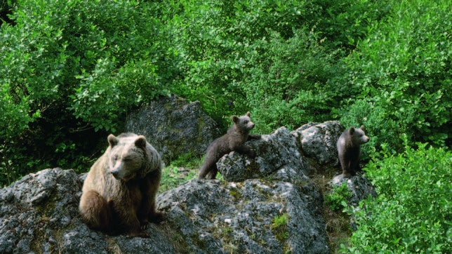 Medio Ambiente da luz verde a la estrategia de conservación del oso pardo