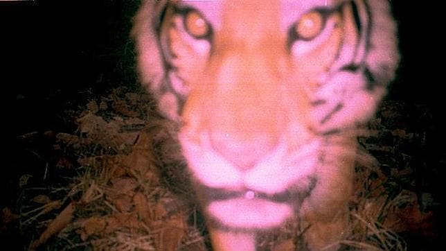 El tigre podría extinguirse en el sudeste asiático si no se realizan censos nacionales