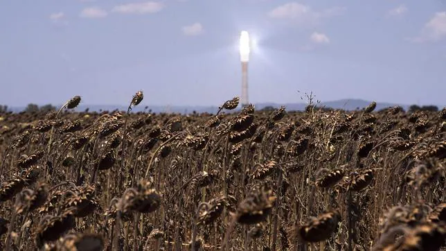 Una coseña de girasoles quemados por el Sol con la la central termosolar de Fuentes de Andalucía