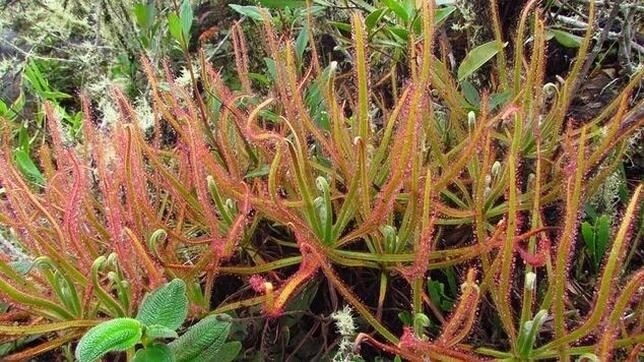 Un amante de la naturaleza publicó la foto de la nueva especie de planta carnívora en su Facebook